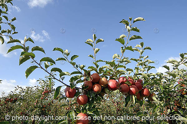 agriculture